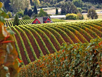 Oregon Wine Country - Willamette Valley